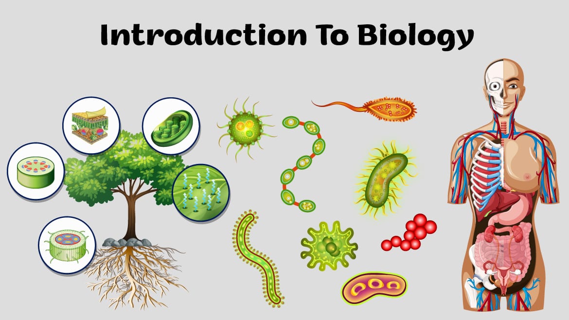 Первая биология. 12 В биологии. Topic for POWERPOINT Biology. Biology 1 Osman Arpaci.