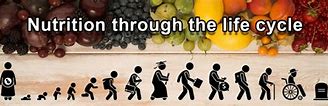 Image result for nutrition in the life cycle