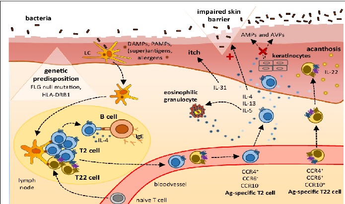 Summary Of Pathology (SEM 2) - Evelyn Davis